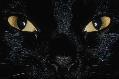 Oko kota jest o wiele bardziej światłoczułe niż oko człowieka